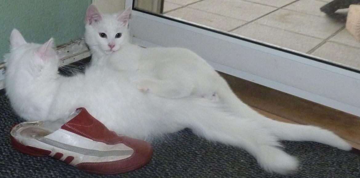 Blanding af racer Max - Max og søsteren Knirke ;) billede 4