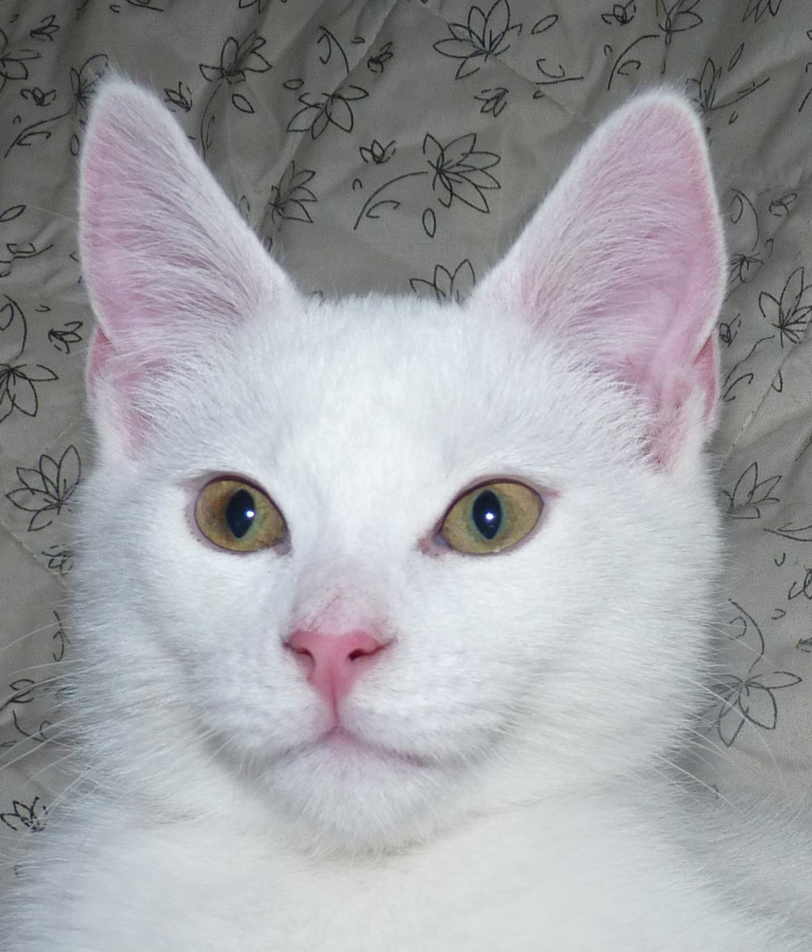 Blanding af racer Max billede 3