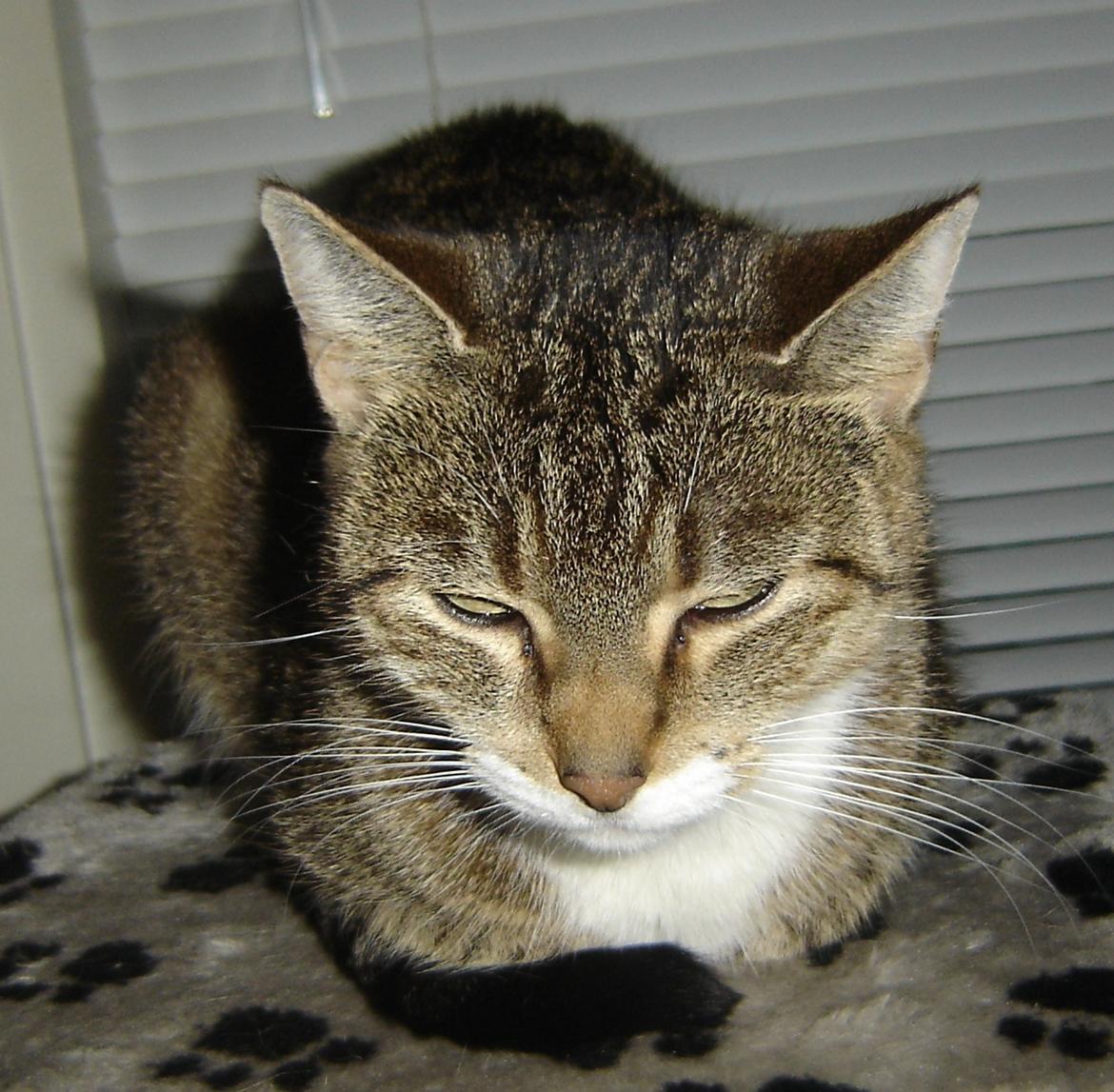 Huskat Minnie billede 1