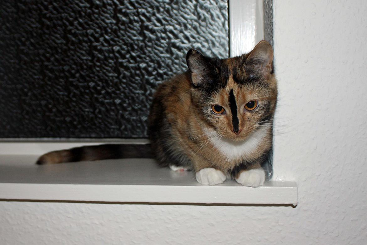 Huskat Sugar billede 1