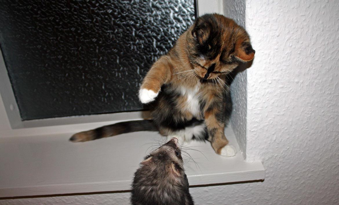 Huskat Sugar billede 20