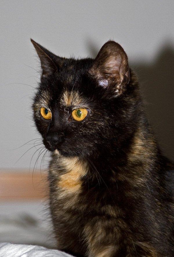 Huskat Bøvs billede 1