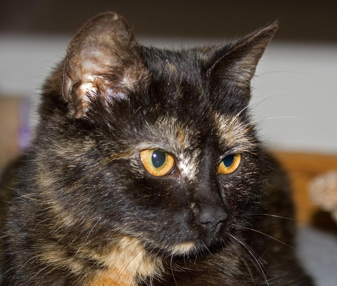 Huskat Bøvs billede 2