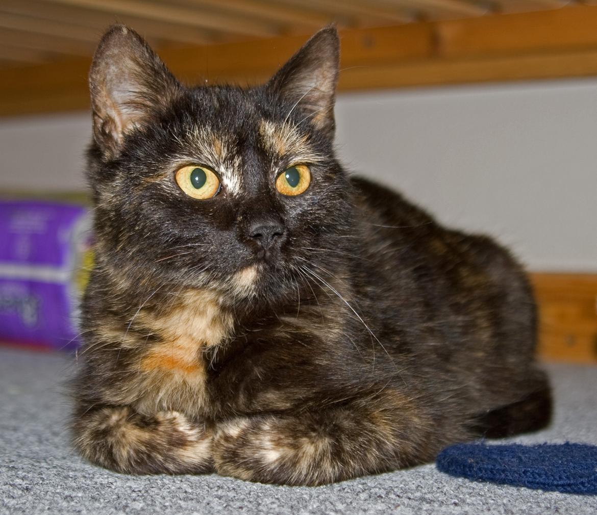 Huskat Bøvs billede 3