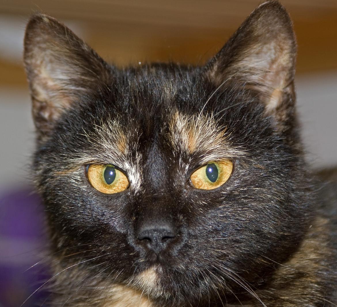 Huskat Bøvs billede 4