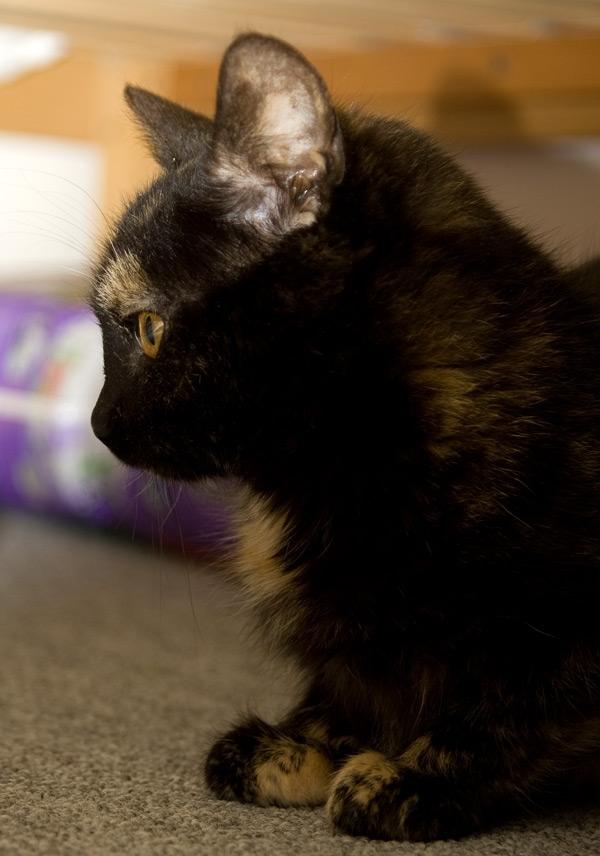 Huskat Bøvs billede 5