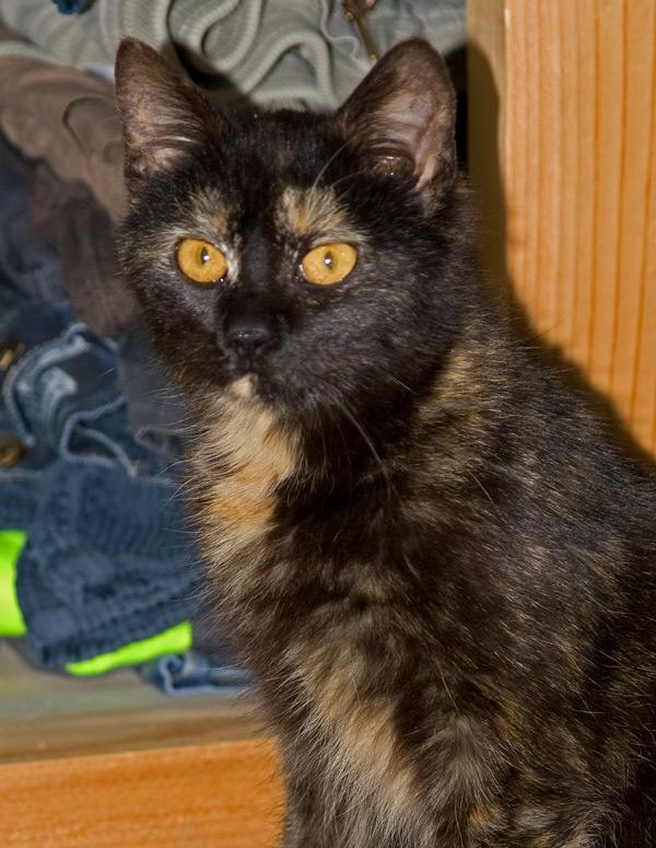 Huskat Bøvs billede 6