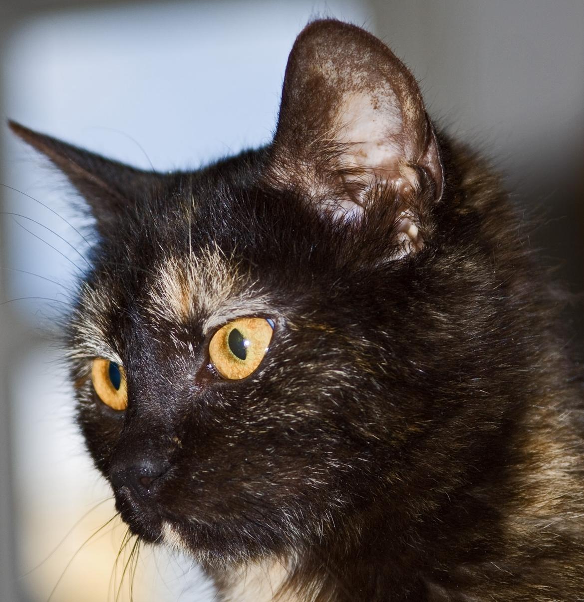 Huskat Bøvs billede 7