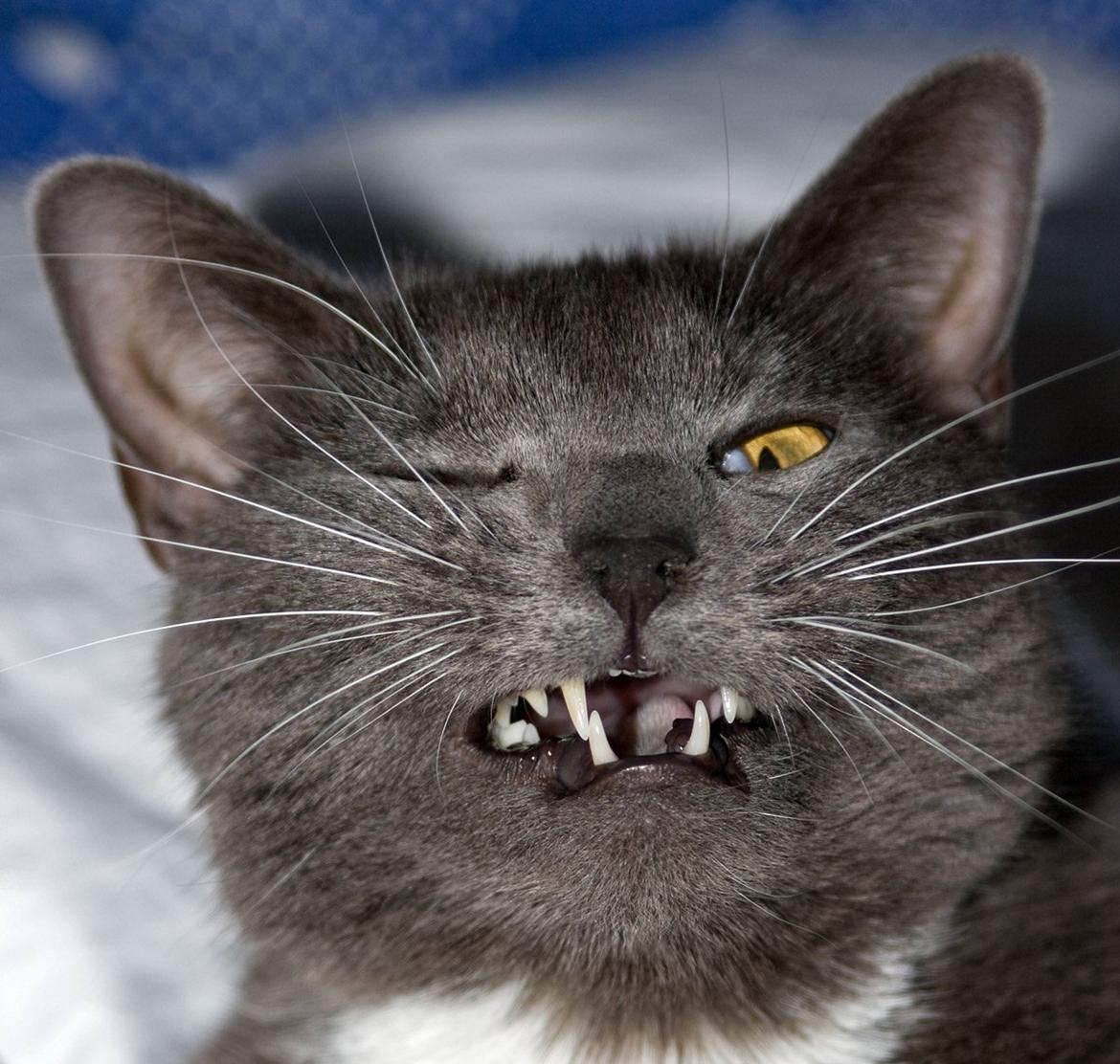 Huskat Viola billede 1