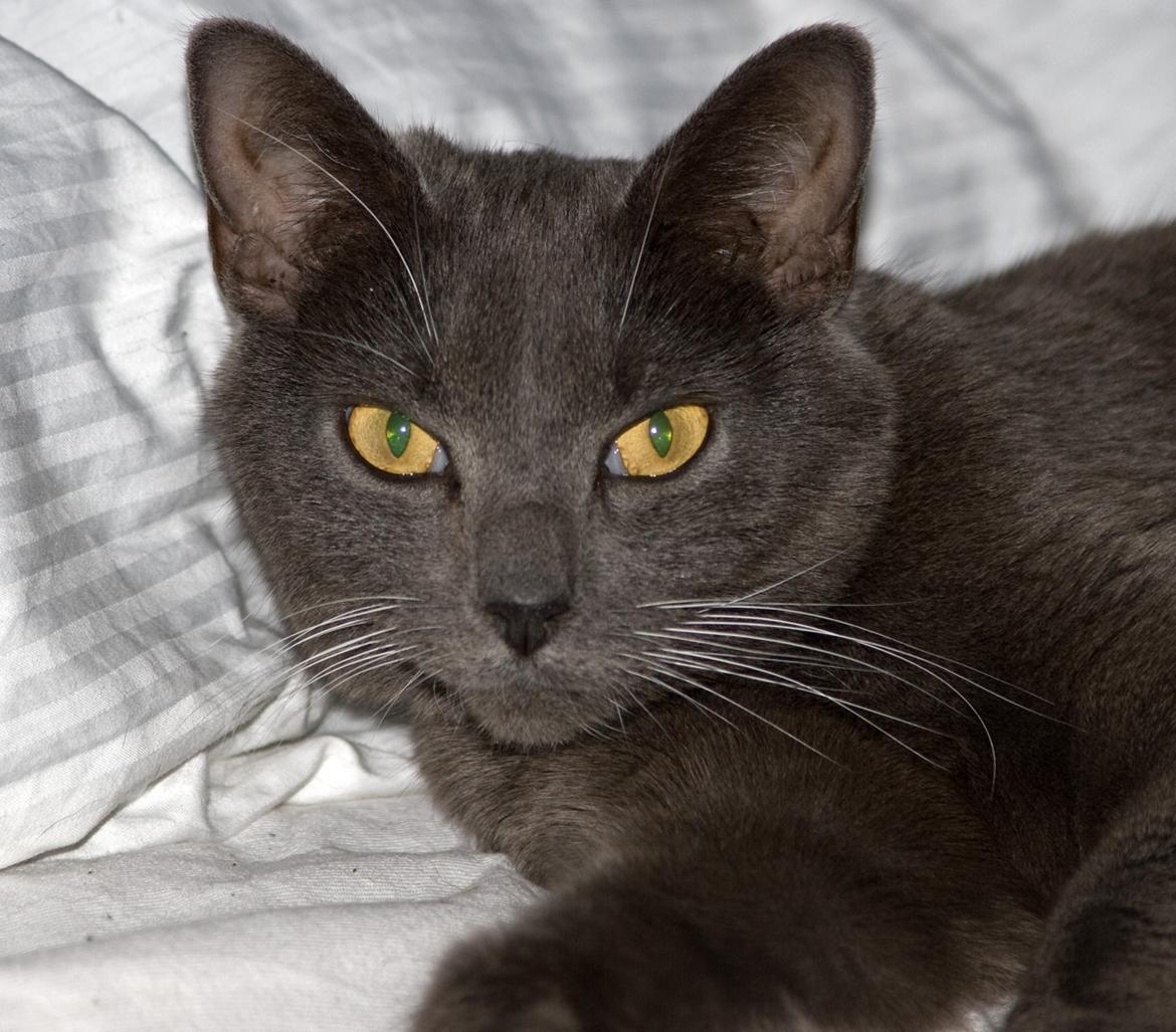 Huskat Viola billede 2