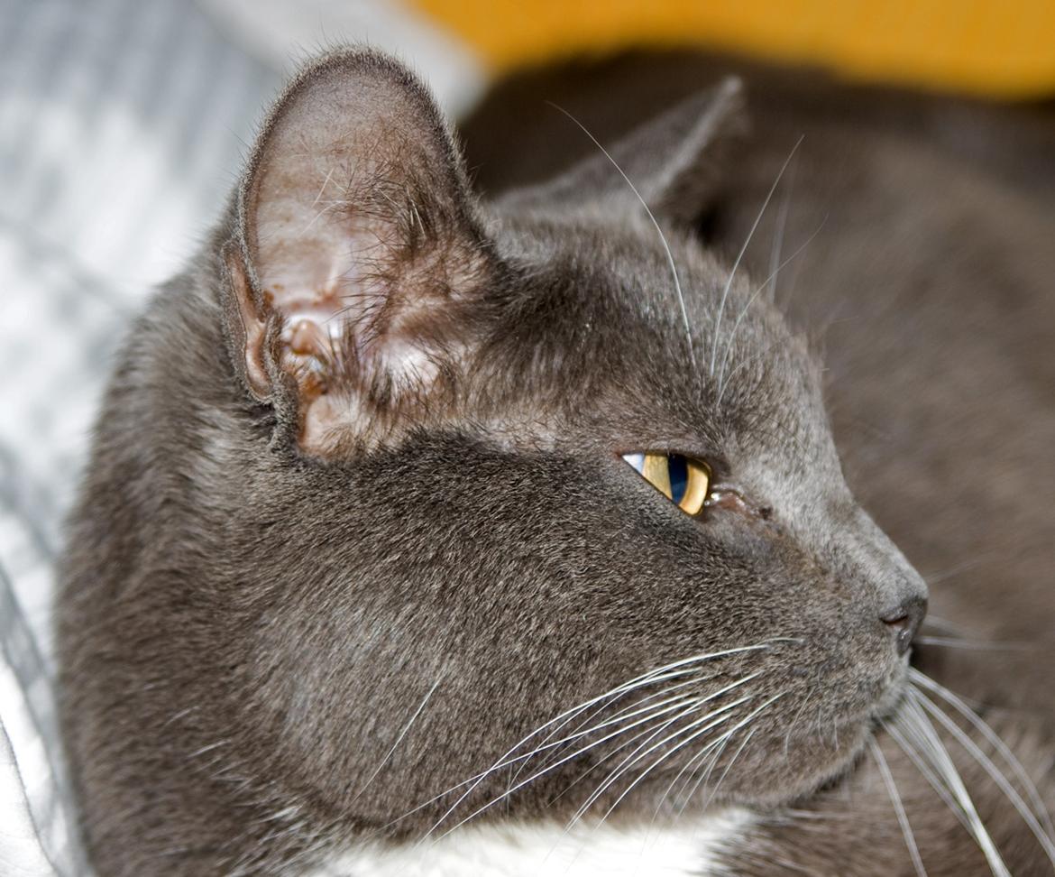 Huskat Viola billede 3