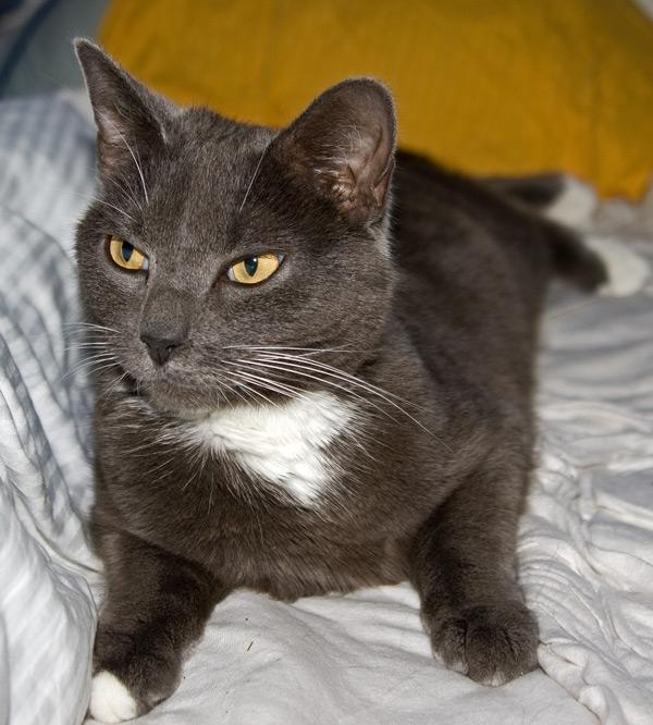 Huskat Viola billede 4