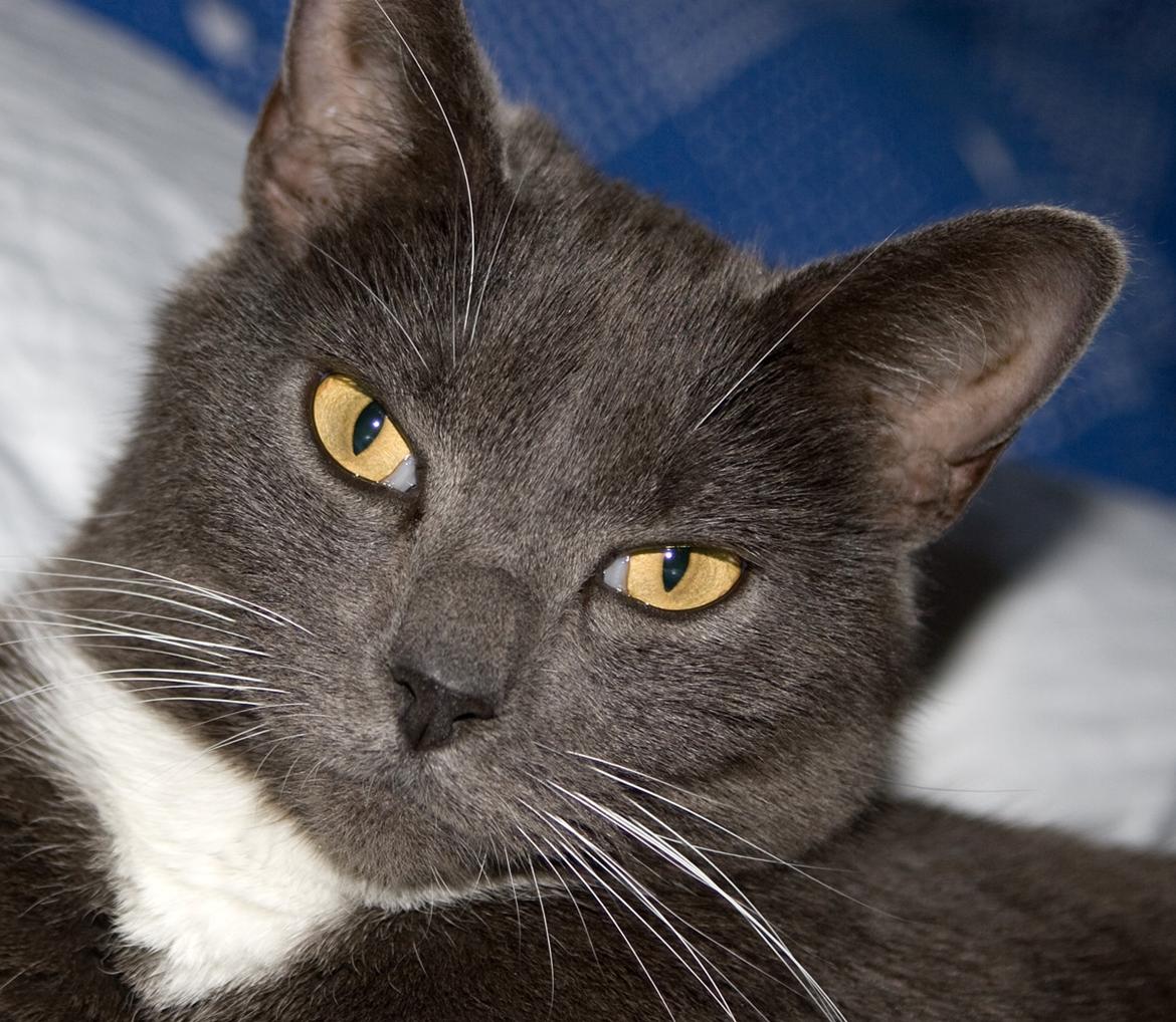 Huskat Viola billede 5