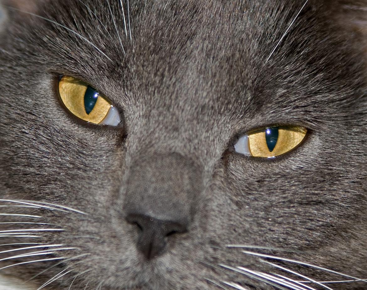 Huskat Viola billede 6