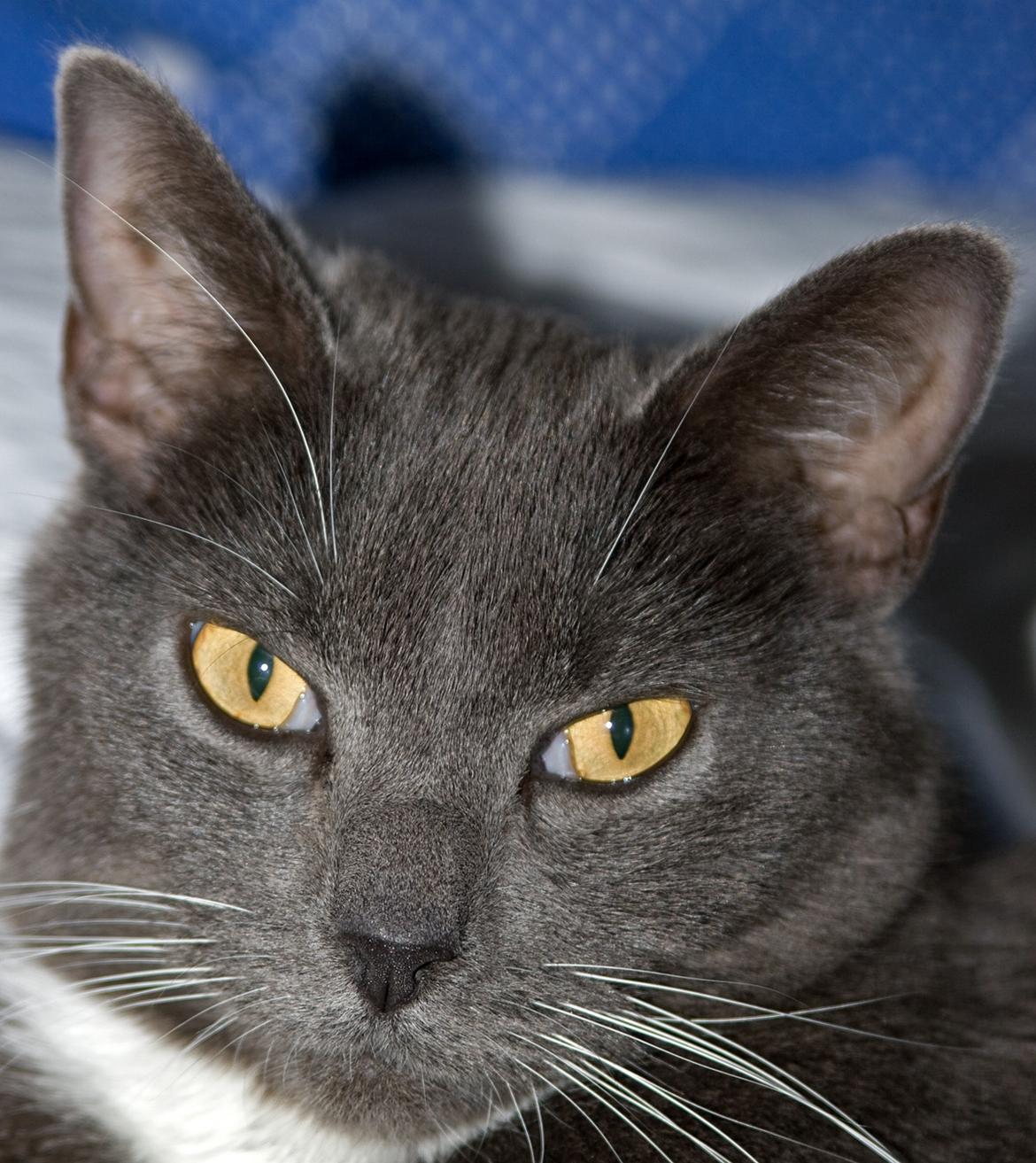 Huskat Viola billede 7