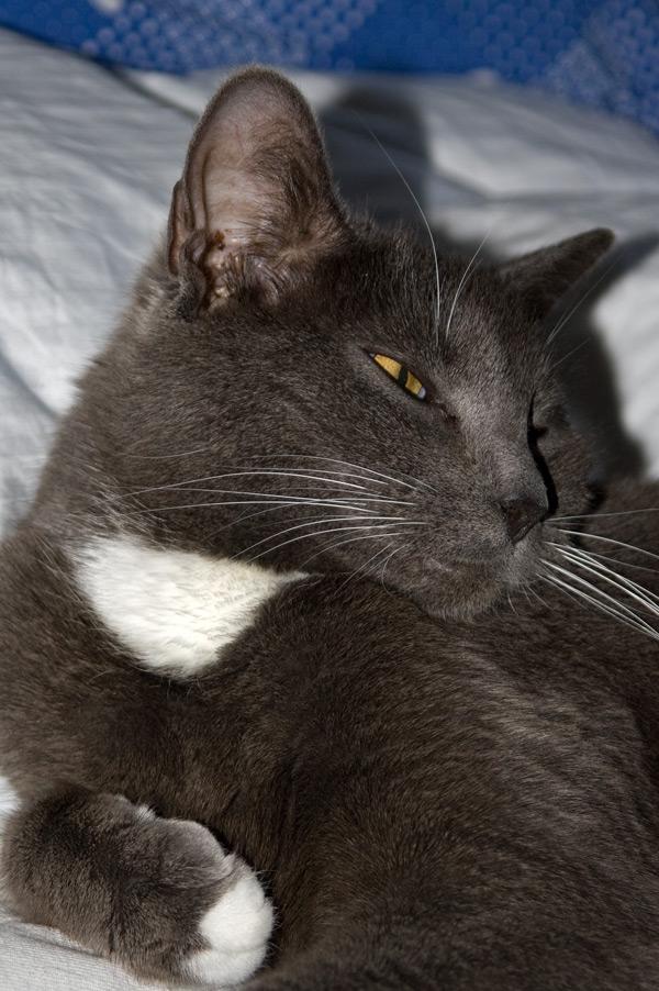 Huskat Viola billede 8