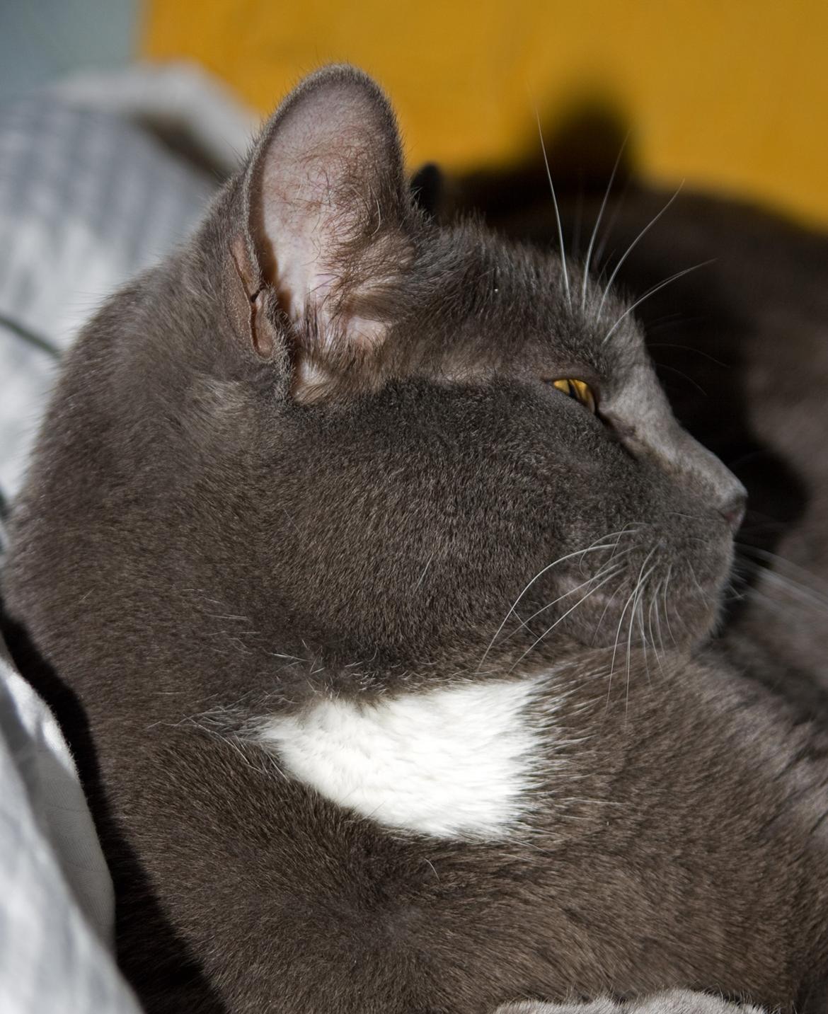 Huskat Viola billede 9