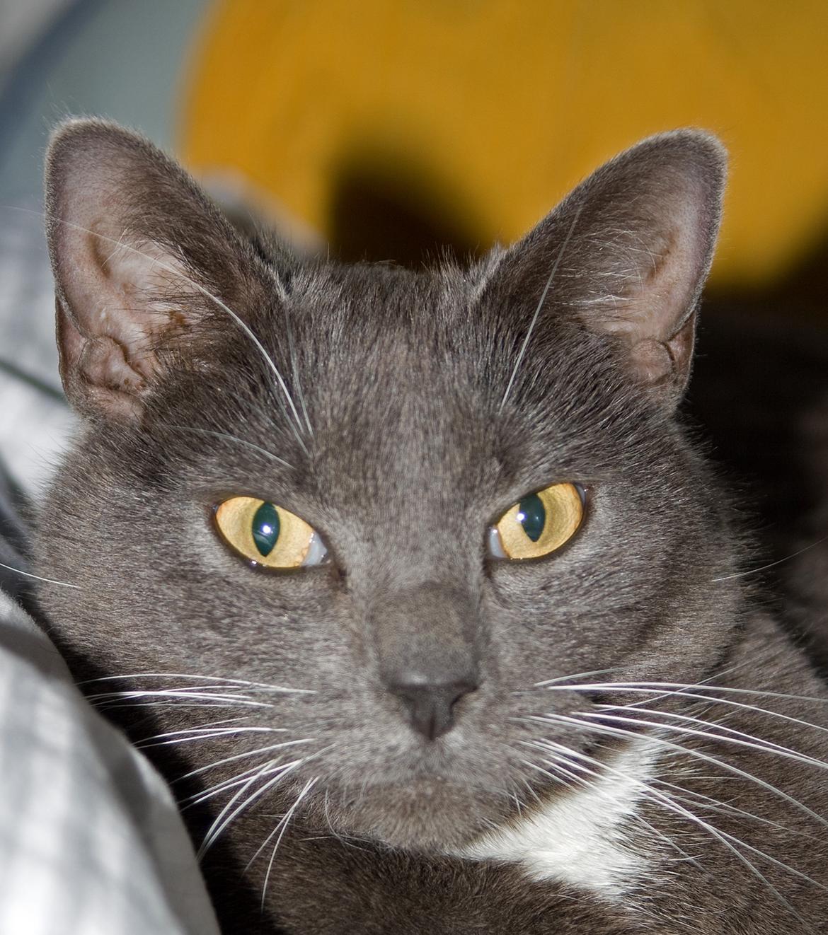 Huskat Viola billede 10