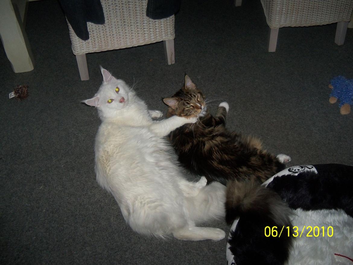 Maine Coon Trolderik billede 10