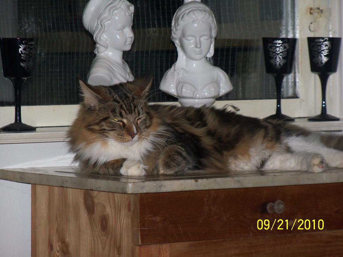 Maine Coon Trolderik billede 11