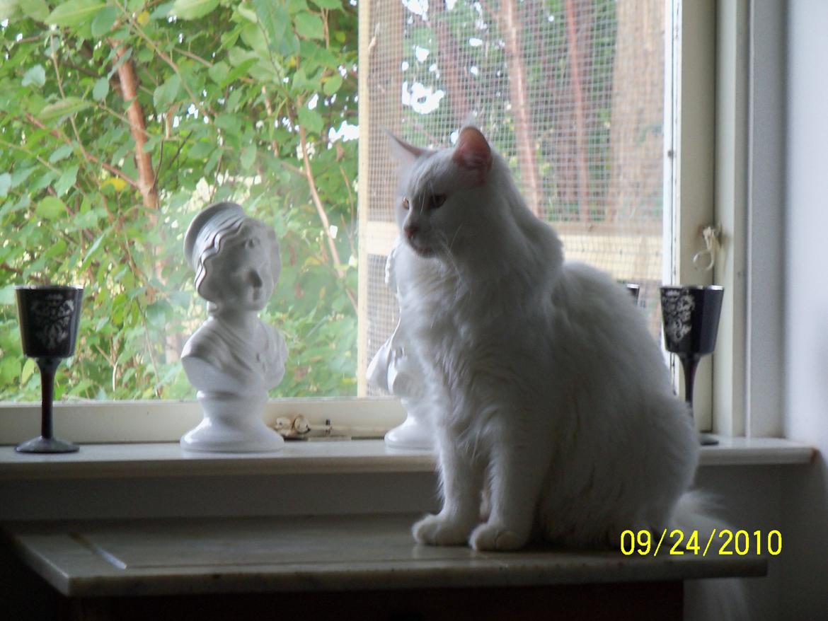 Maine Coon Trolderik billede 12