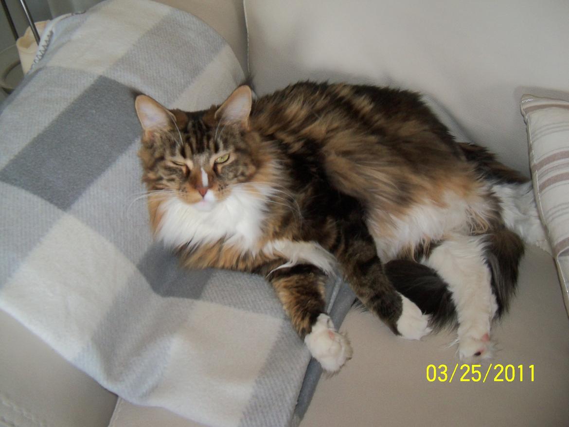 Maine Coon Trolderik billede 13