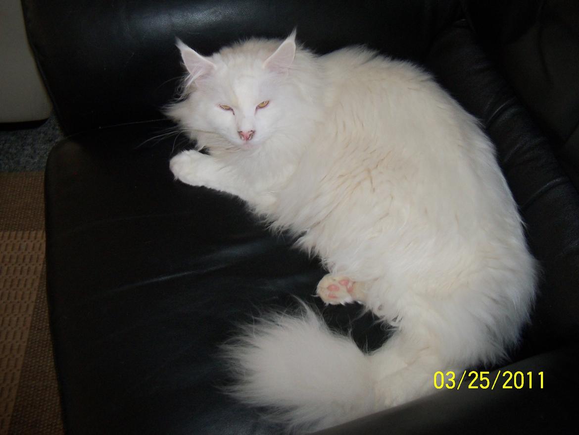 Maine Coon Trolderik billede 14