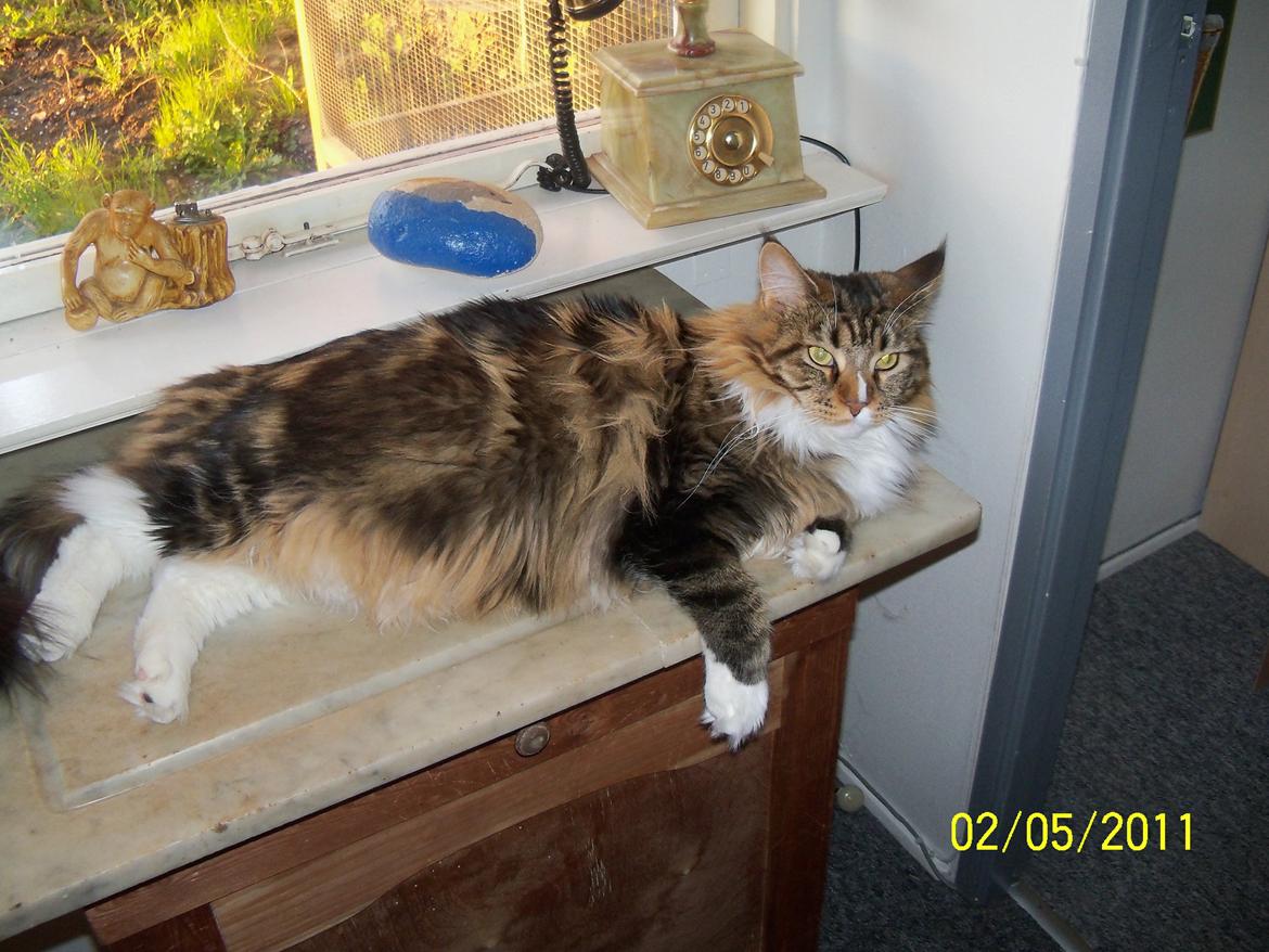 Maine Coon Trolderik billede 15