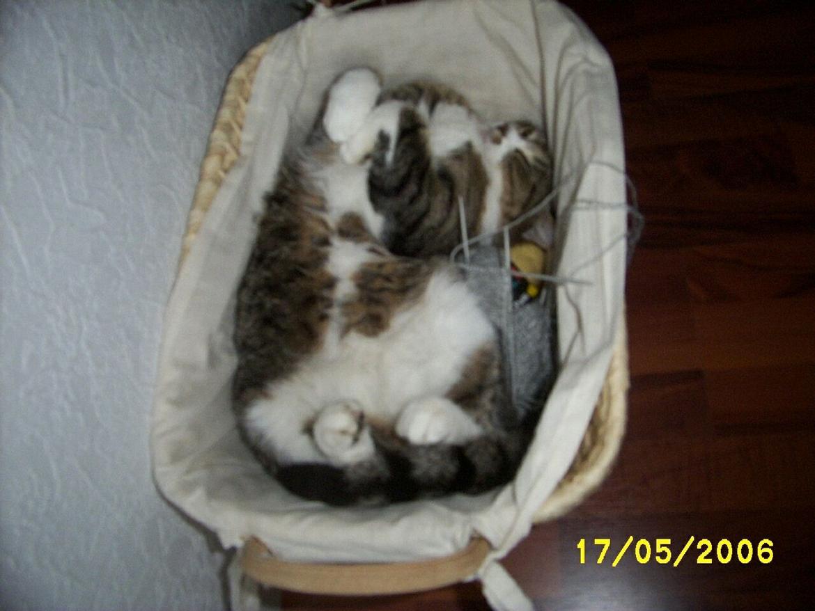 Huskat Pelle - Elskede at ligge i mors strikke kurv
 billede 2