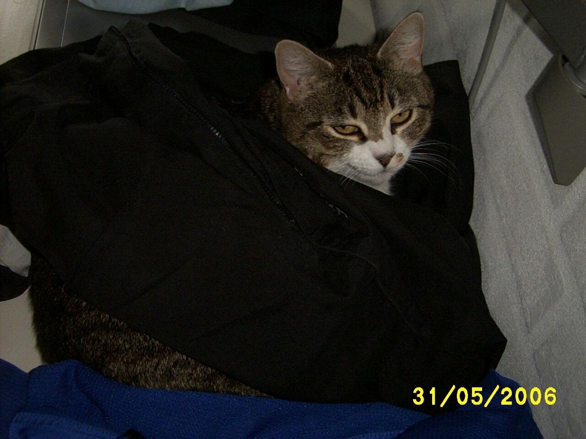 Huskat Pelle - Hygge at ligge i tøjet billede 3