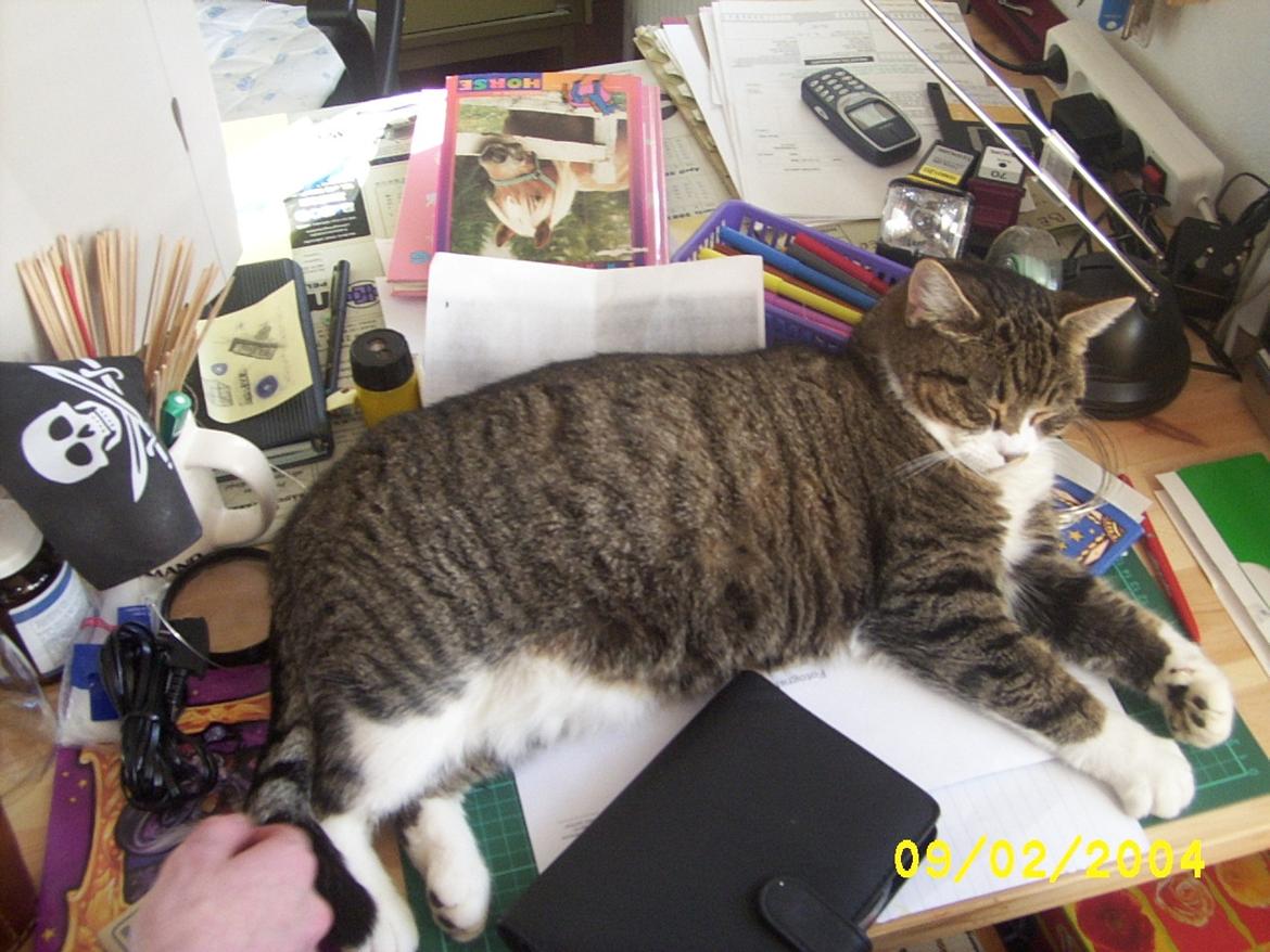 Huskat Pelle - Men det bedste var nu at ligge på skrivebordet og hygge med den der sad ved computeren billede 4