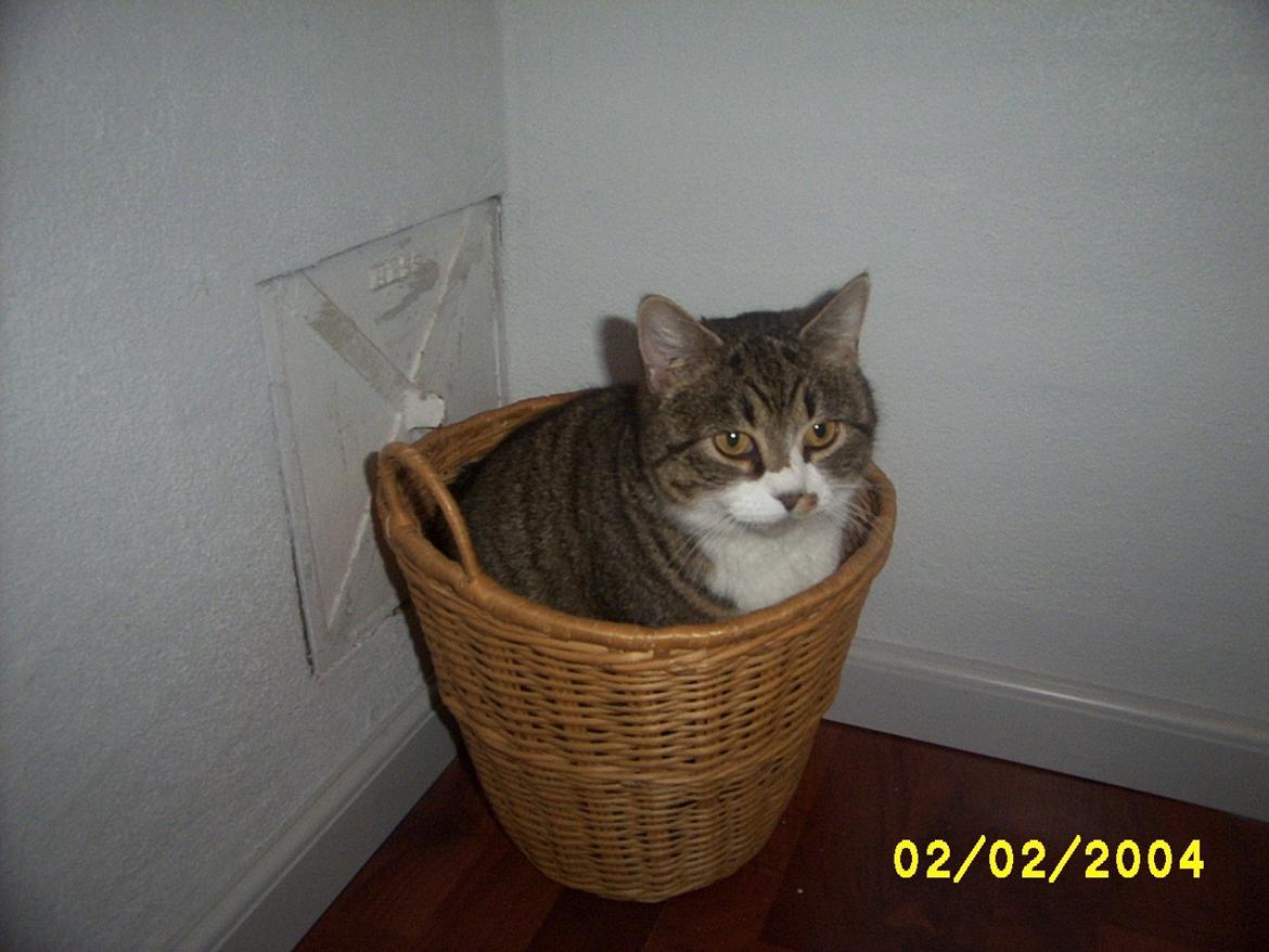 Huskat Pelle - Papirskurven blev også tit brugt til sovested billede 5