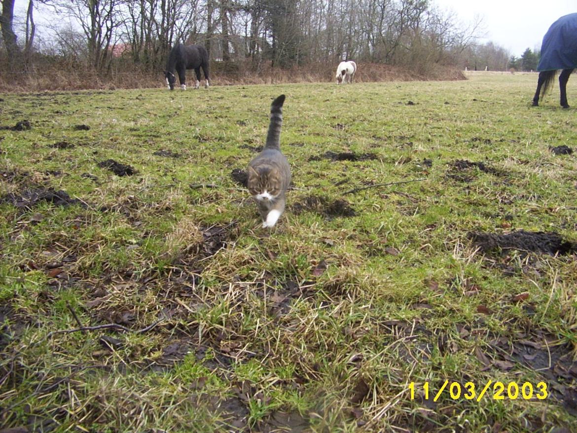 Huskat Pelle - Pelle elskede at gå med en tur på marken billede 6