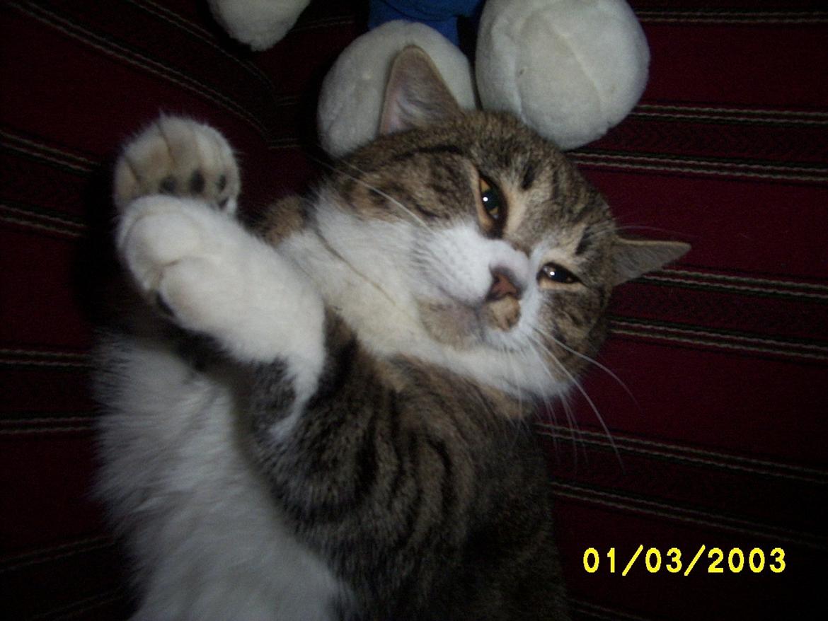 Huskat Pelle - Uha.. livet er dejligt! billede 7