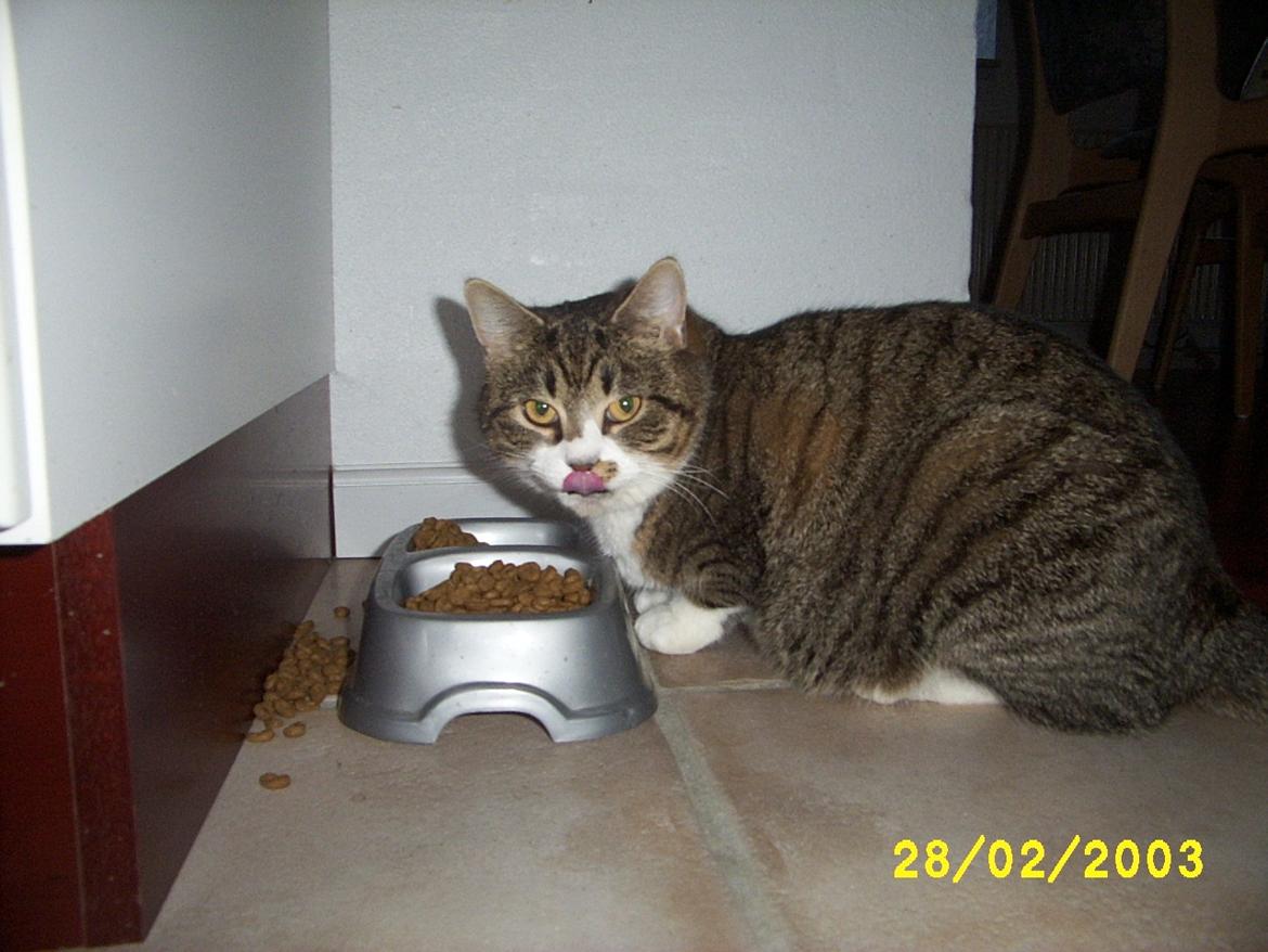 Huskat Pelle - Ja.. en stor kat.. kræver meget mad.. mmhh billede 8