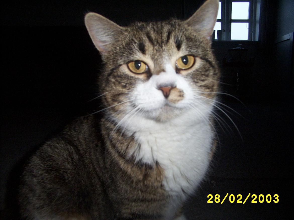 Huskat Pelle - Smil til fotografen billede 9