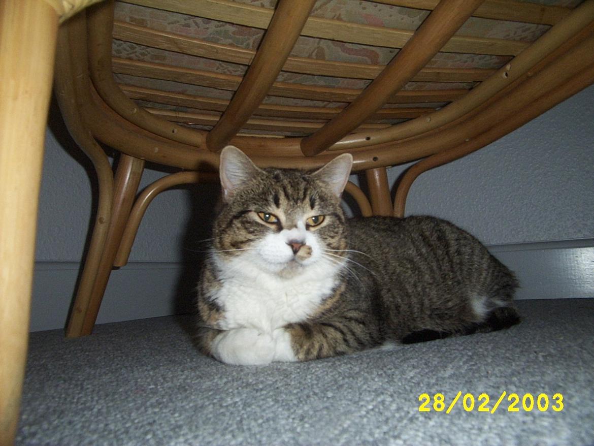 Huskat Pelle - Ikke noget så godt som at ligge under stolen - i sikkerhed billede 10