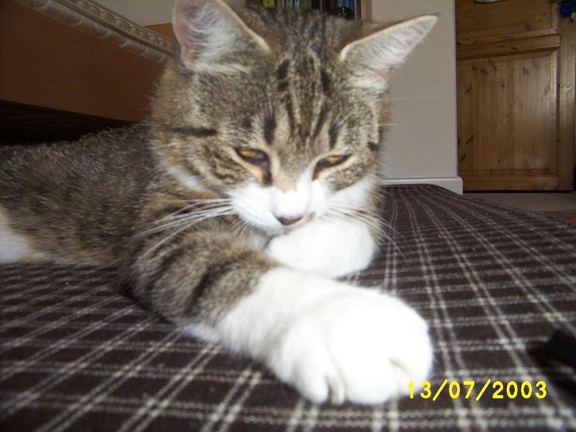 Huskat Pelle - Uha.. snoren fra kameraet var lige lidt for spændende billede 11