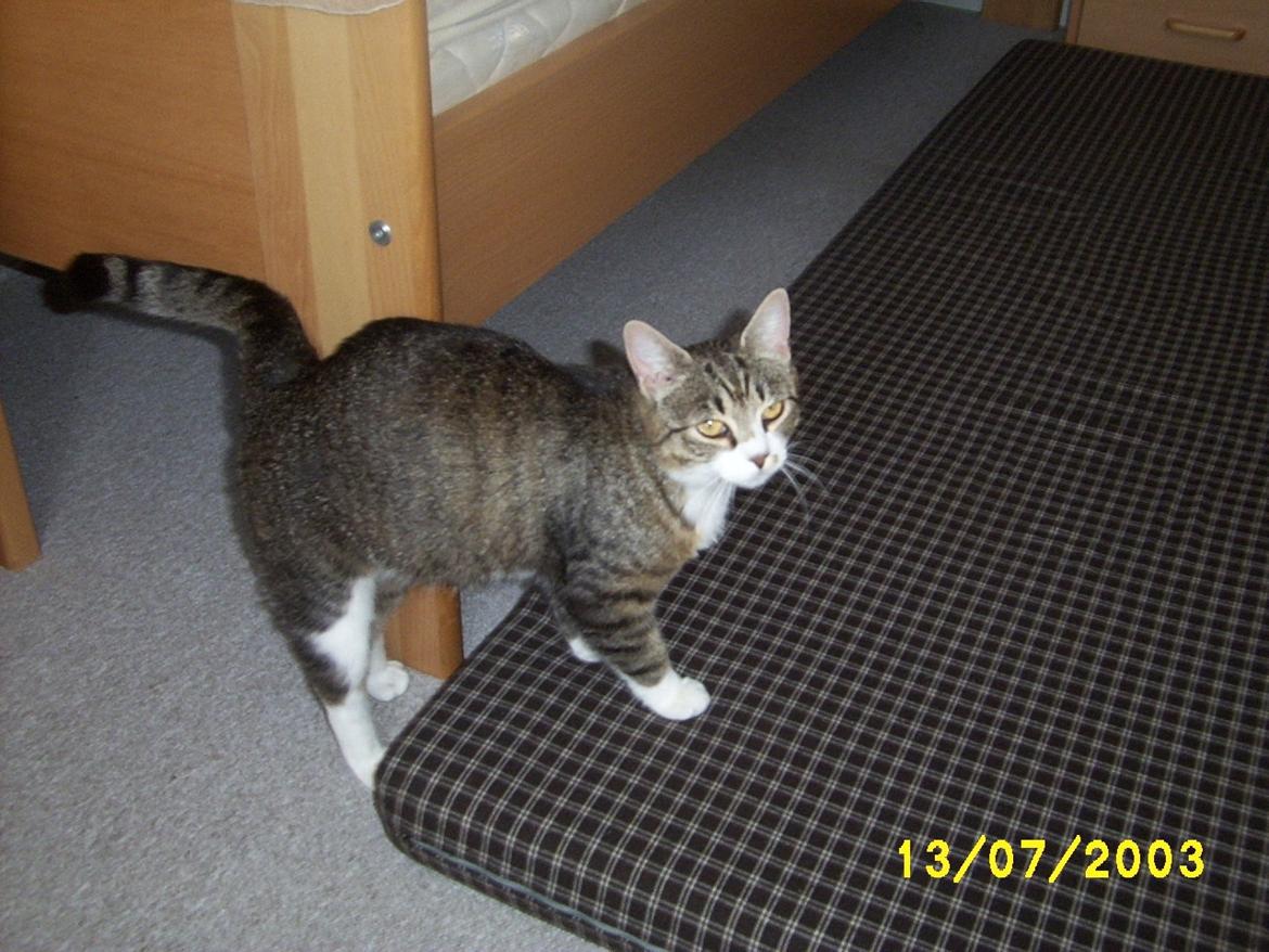 Huskat Pelle - Det var det for denne gang.. billede 12