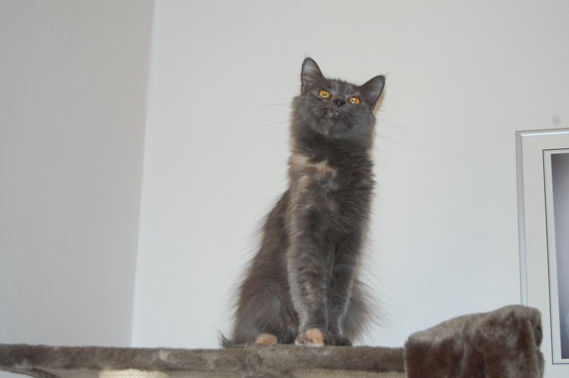 Maine Coon Coco Skye billede 11