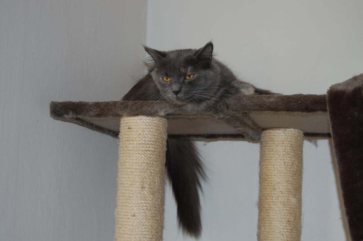 Maine Coon Coco Skye billede 12
