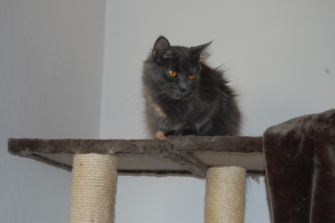 Maine Coon Coco Skye billede 13