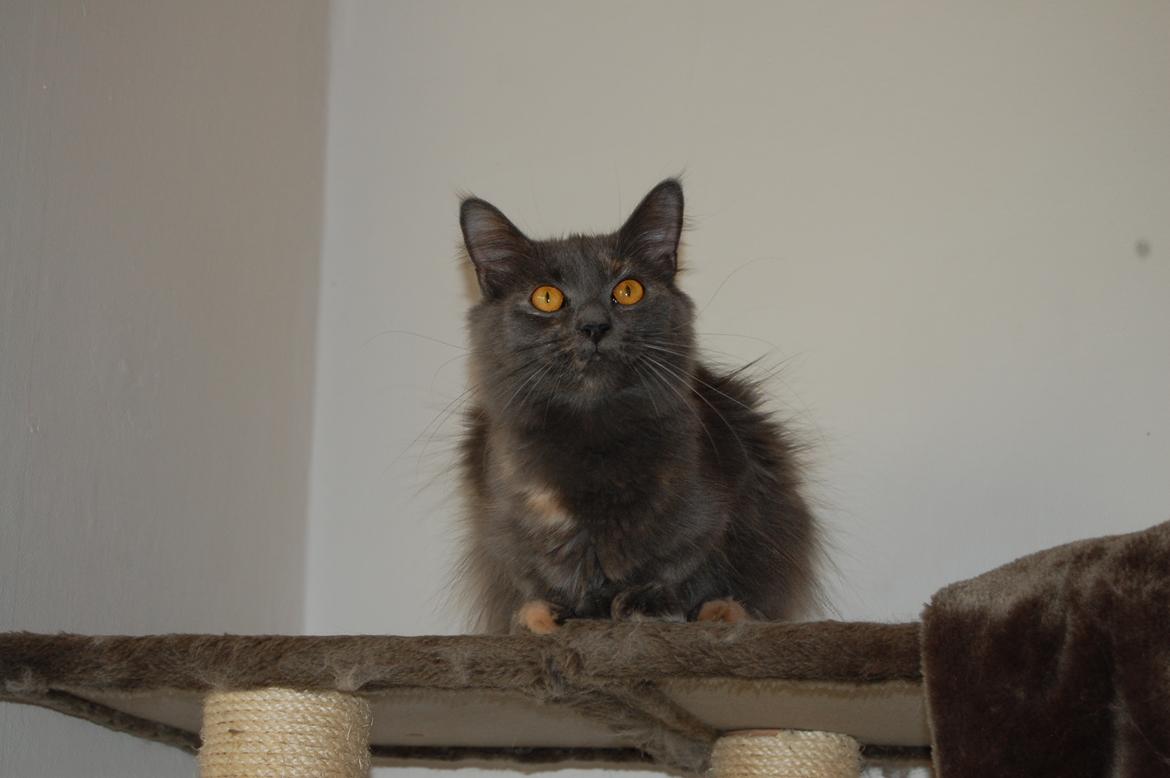 Maine Coon Coco Skye billede 14