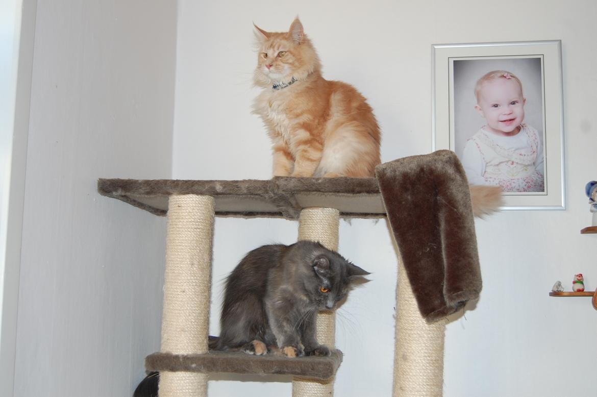 Maine Coon Coco Skye billede 15