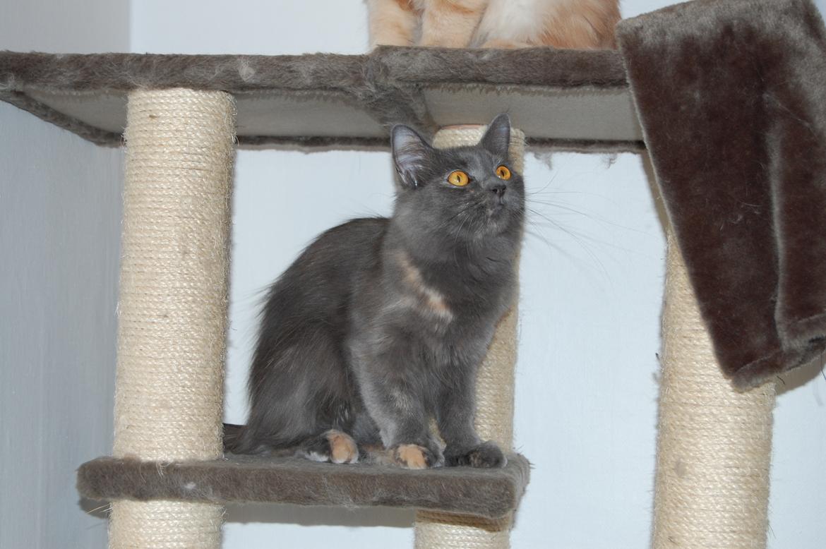 Maine Coon Coco Skye billede 16