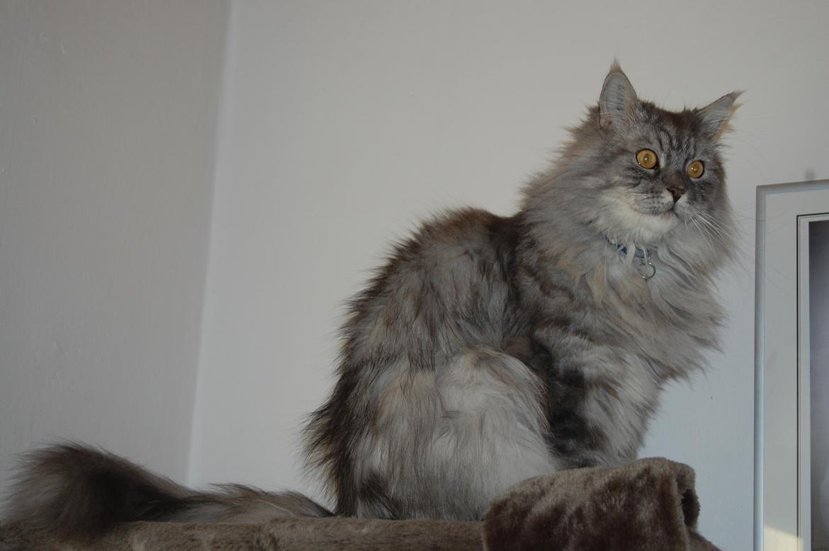Maine Coon Will Turner billede 15