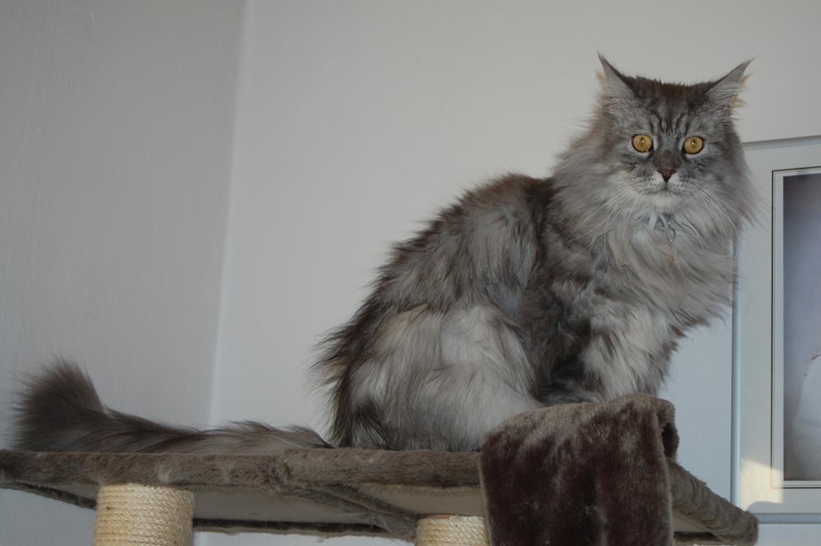 Maine Coon Will Turner billede 16