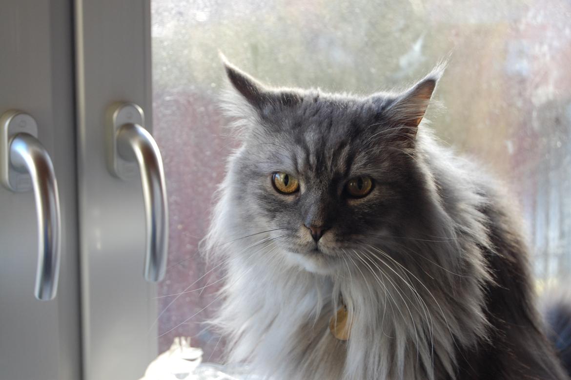 Maine Coon Will Turner billede 17