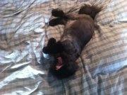 Perser Dressed in black  billede 20