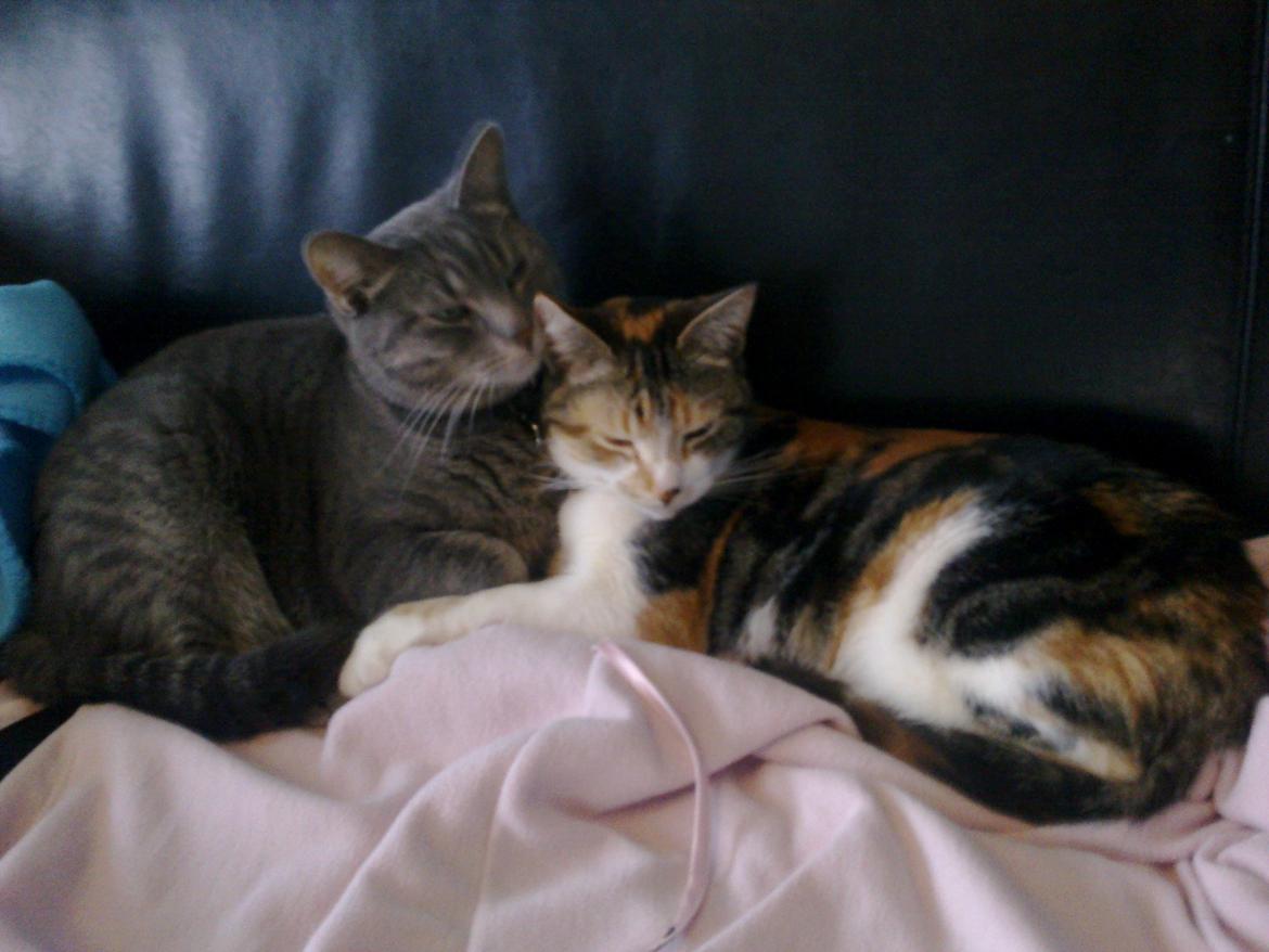 Huskat Duchees - tante 1 og tante 2 billede 3